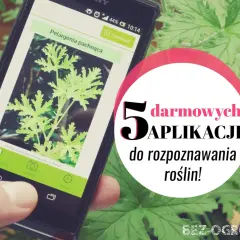 Darmowa aplikacja do rozpoznawania roślin po polsku identyfikuje pelargonię pachnącą.