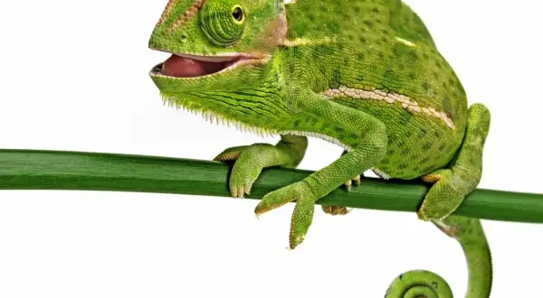 Zielony kameleon z otwartym pyskiem siedzi na gałęzi. Jakby pozował do zdjęcia, niczym w aplikacji.