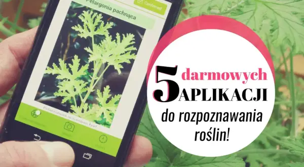 Darmowa aplikacja do rozpoznawania roślin po polsku identyfikuje pelargonię pachnącą.