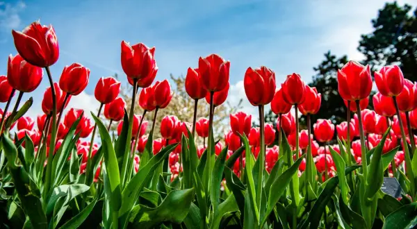 Pole czerwonych tulipanów, jak flora incognita, rozkwita pod błękitnym niebem.